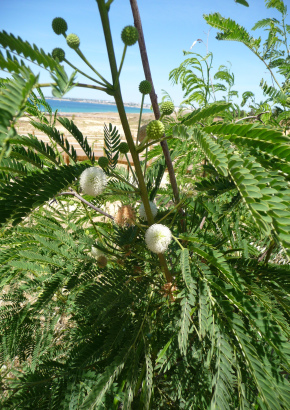 Weißkopf-Mimose - 1299 - 1086 - 8 - 9