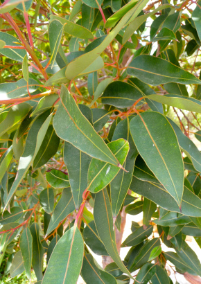 Eukalyptus (ficifolia) - 1750 - 1142 - 14 - 15