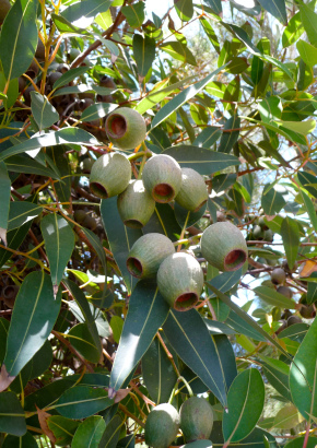 Eukalyptus (ficifolia) - 1750 - 1147 - 19 - 20