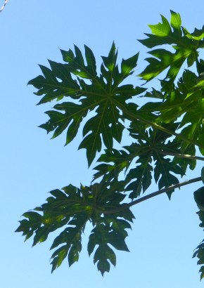 Tropischer Melonenbaum - 1672 - 845 - 6 - 7