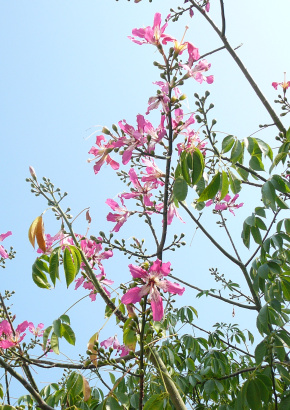 Brasilianischer Florettseidenbaum - 1439 - 400 - 0 - 1