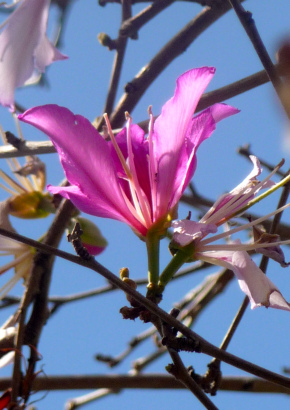 Orchideenbaum - 1766 - 1363 - 0 - 1