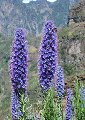 Blauer Natternkopf / Stolz von Madeira - 1295 - 1550 - 11 - 12
