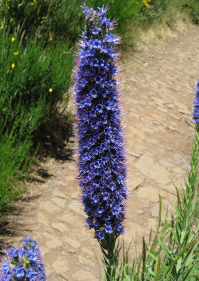 Blauer Natternkopf / Stolz von Madeira - 1295 - 1553 - 14 - 15