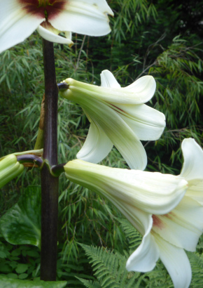 Nepalesische Riesenlilie - 1628 - 1772 - 6 - 7