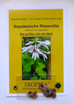 Nepalesische Riesenlilie - 1628 - 1772 - 6 - 7